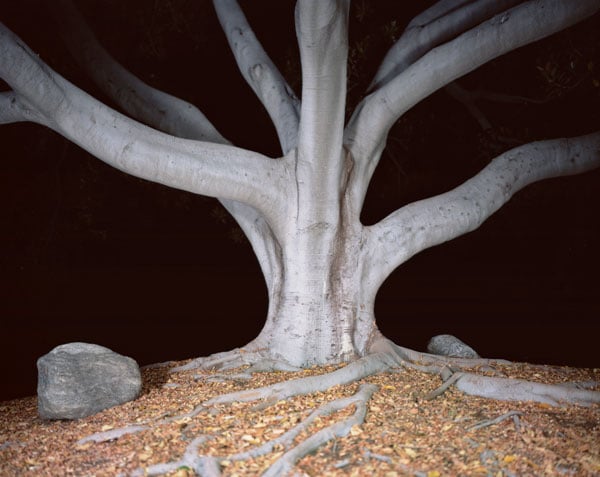 A photograph by Ken Gonzales-Day shows the grey trunk and branches of a tree illuminated by flash at night.