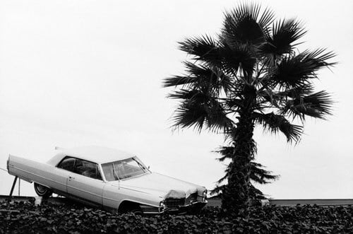 A black and white photo shows a vintage car that hsa driven off a road into an embankment in front of a palm tree.