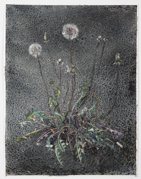 A gritty looking painting by Molly Segal shows a dandelion growing amid what appears to be concrete.
