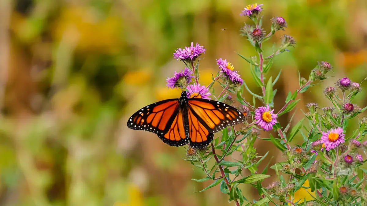A vibrant Monarch butterfly with orange, black, and white wings perches on purple aster flowers