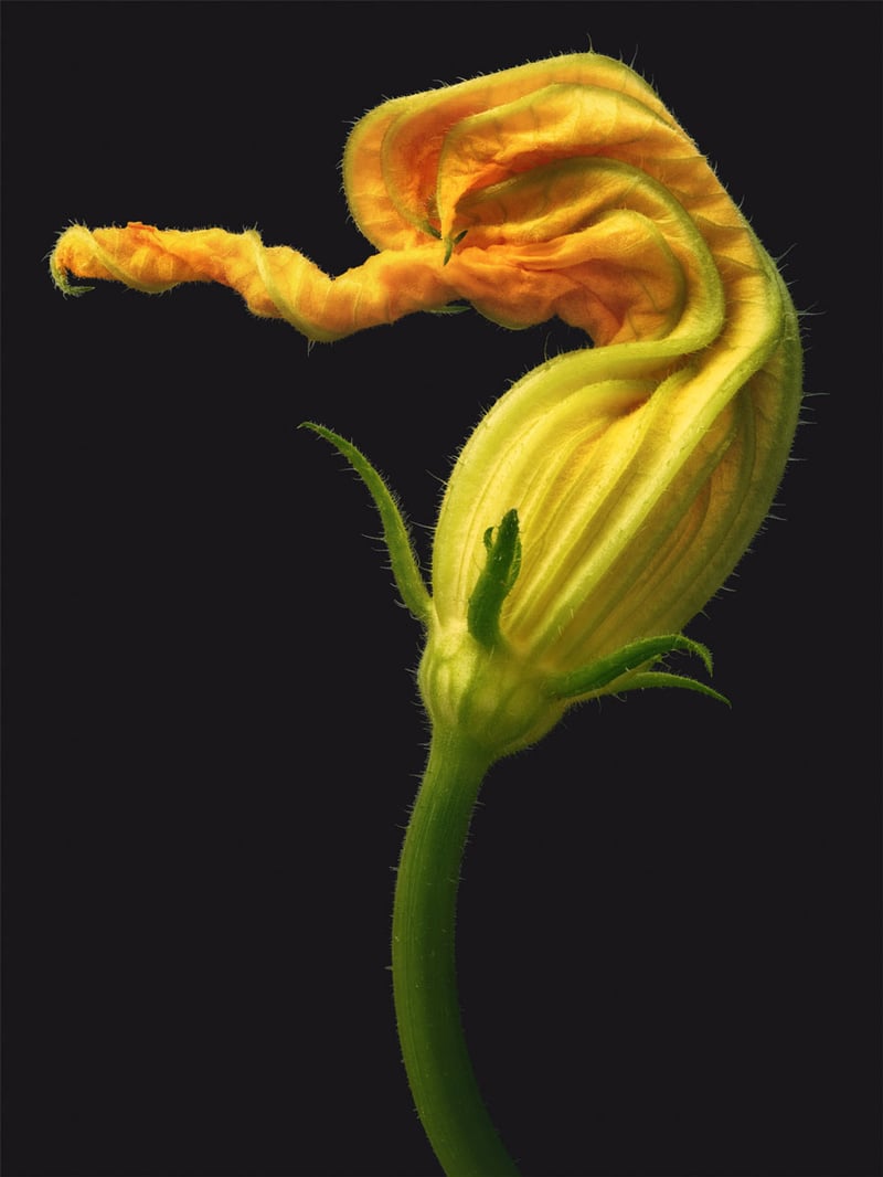 AW23_David-Hartwell_cucurbita-pepo_900px-1