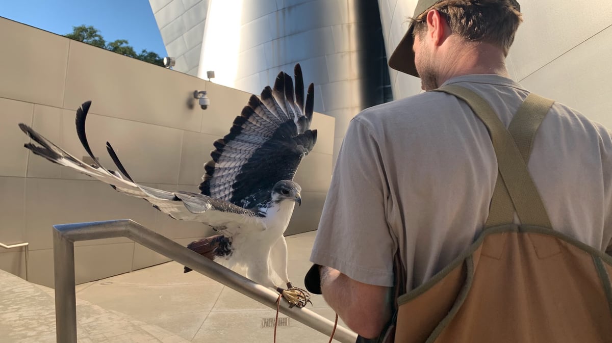 Adam Baz and Kanoni, an augur buzzard, get ready to shoot photos at Walt Disney Concert Hall. Photo by Brandon R. Reynolds