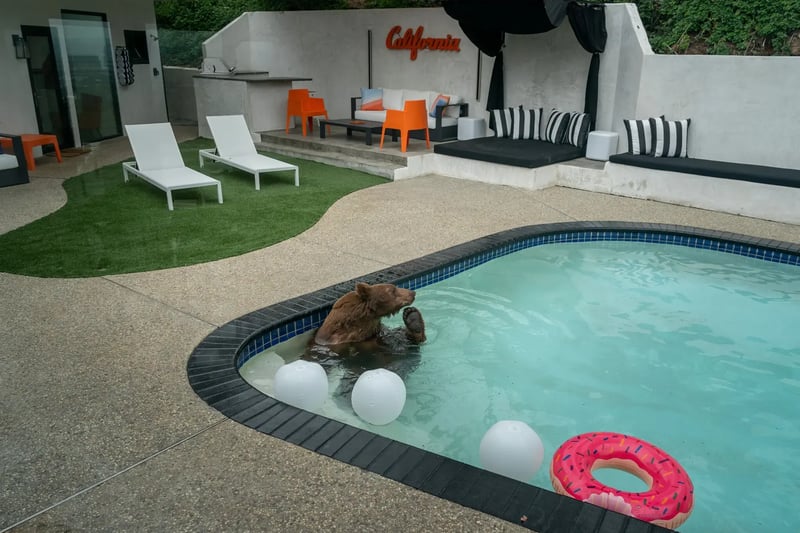 Bears in pool