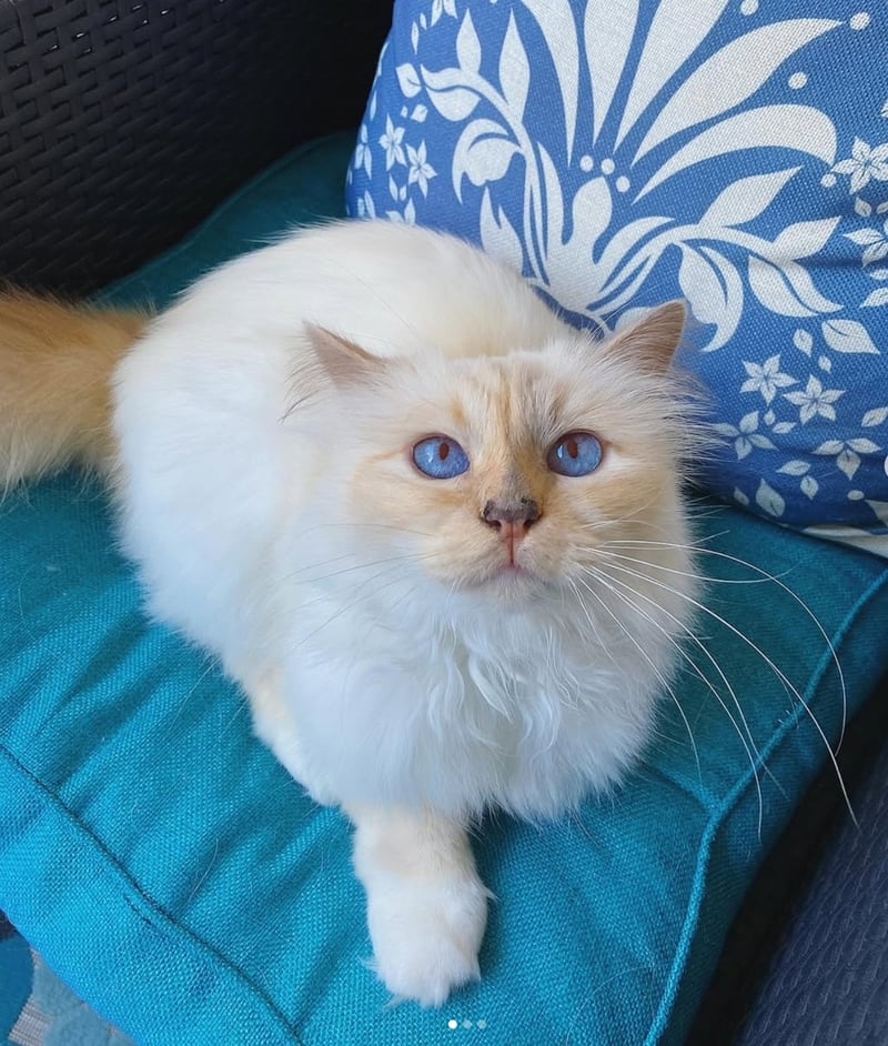 Choupette Lagerfeld, Instagram