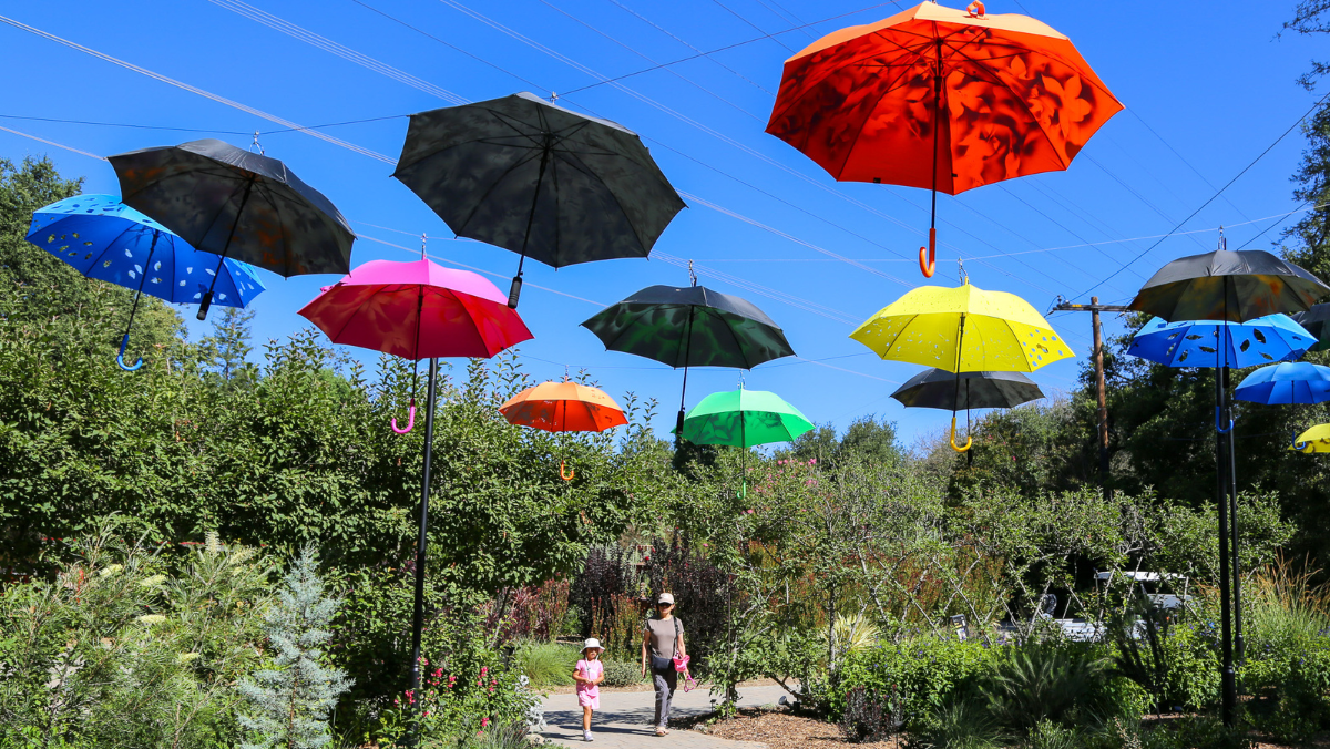 Cool Canopy, Canva