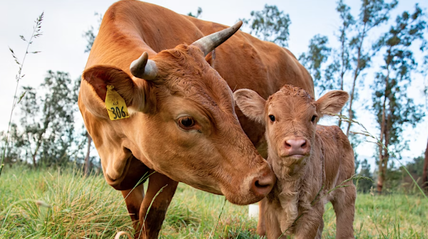 Cows