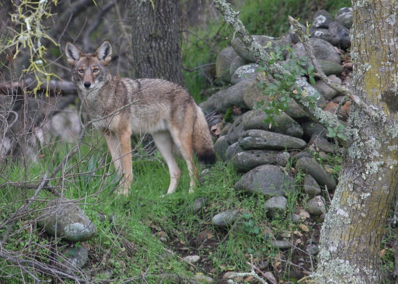 Coyote_in_California_(5330746104)