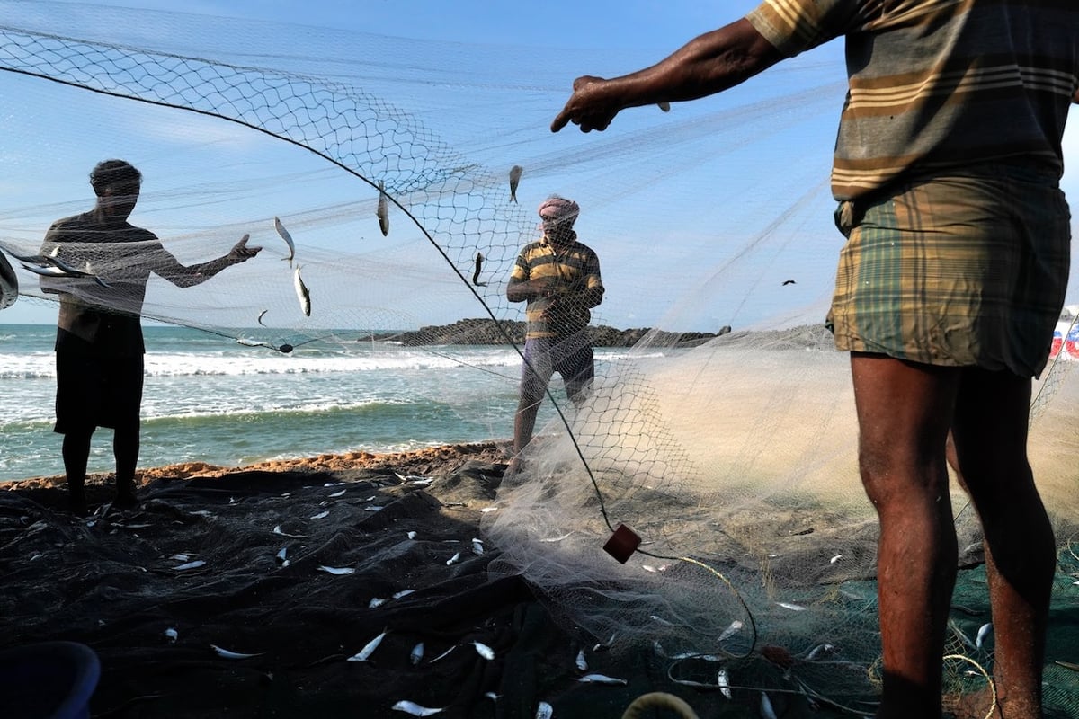 The number of fish in the Brahmaputra has decreased by as much as 80% to 85% in some places. Photo by Arati Kumar-Rao.