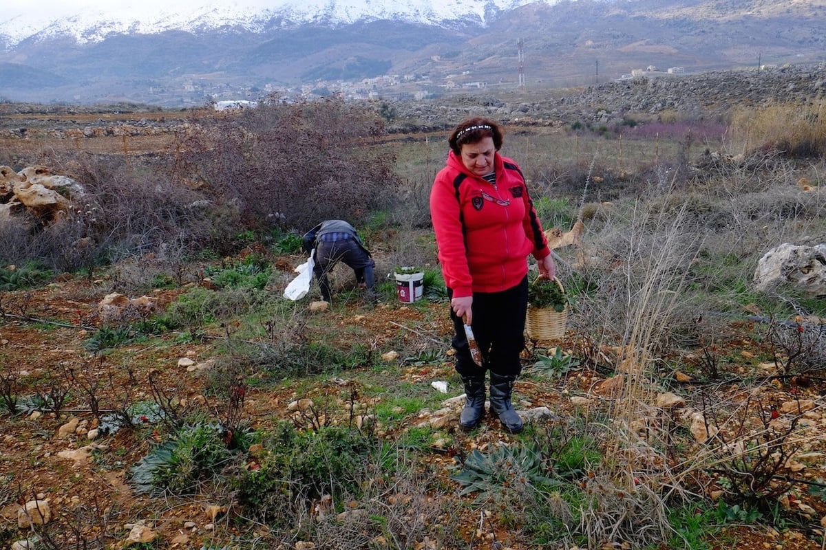 In small villages along the Lebanon Mountain Trail, foraged edibles are an integral part of peoples' diets. Photo by Hana El-Hibri.