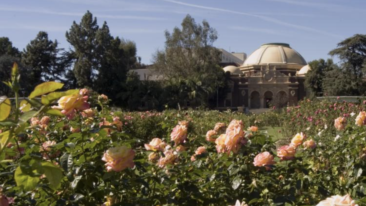Exposition Park Rose Garden
