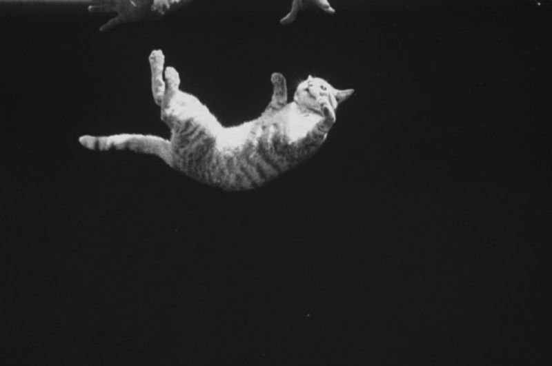 Falling Feline