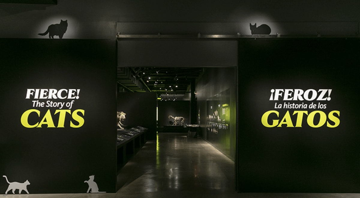 Fierce The Story Of Cats