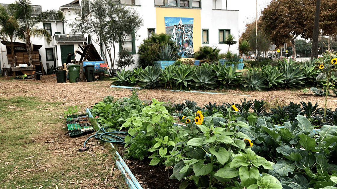 Food scraps collected by LA Compost are used to fertilize flowers and vegetables in community gardens like this one in Venice. Photo by Caleigh Wells.