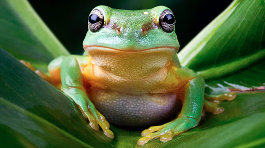 Frog