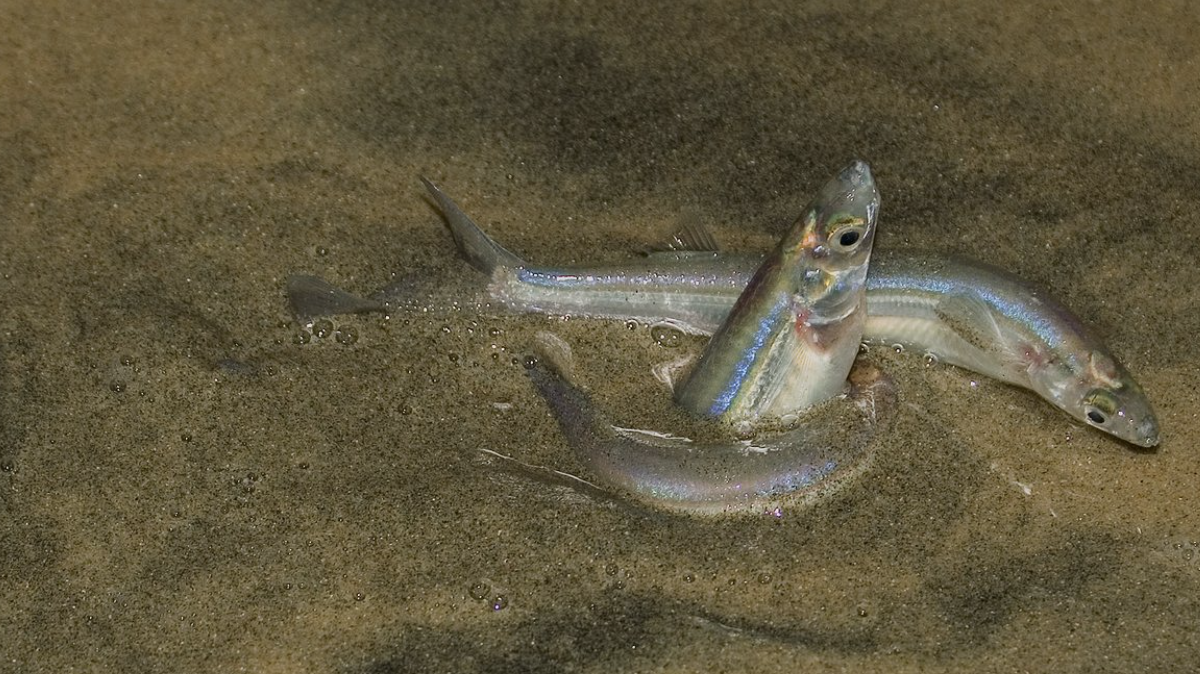 Grunion Dance