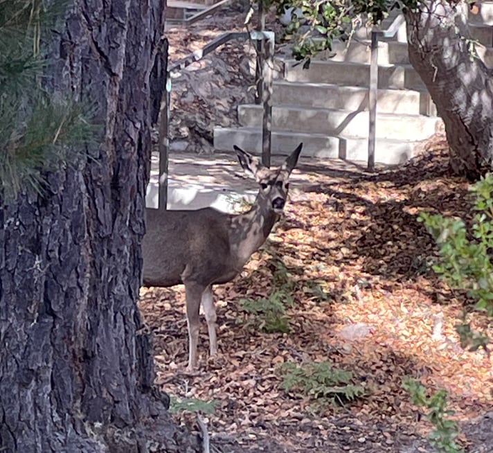 Hello deer!, Photo by Robin Bennett Stein copy