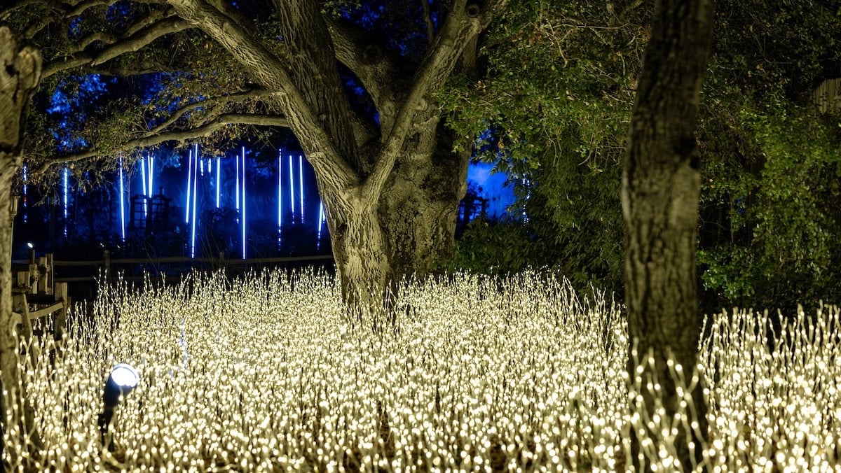 Heritage oaks are illuminated during Enchanted Forest of Light © Kathryn Rapier.jpg