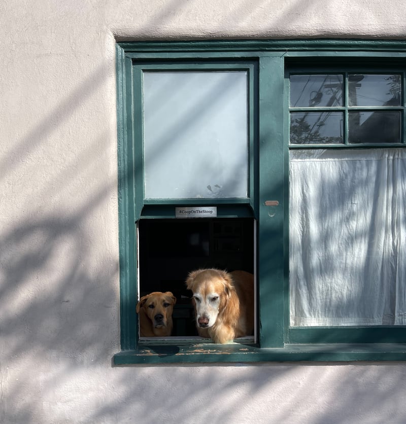 How would these dogs feel without access to air, IMG_7791 copy