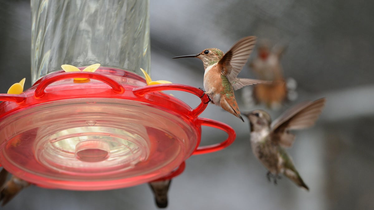 Hummingbird evolution