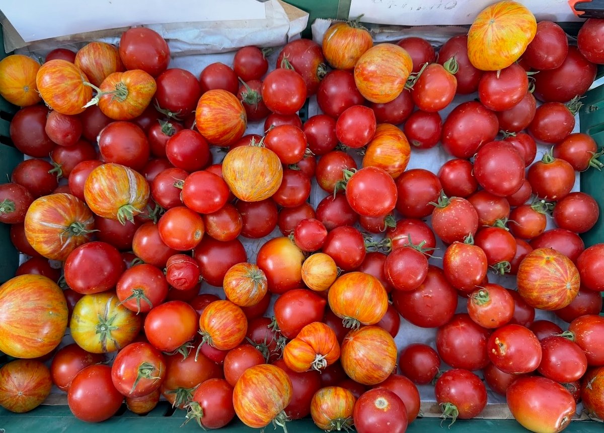 Tomatoes in all shapes and colors abound at farmers markets this time of year. Photo by Laryl Garcia.