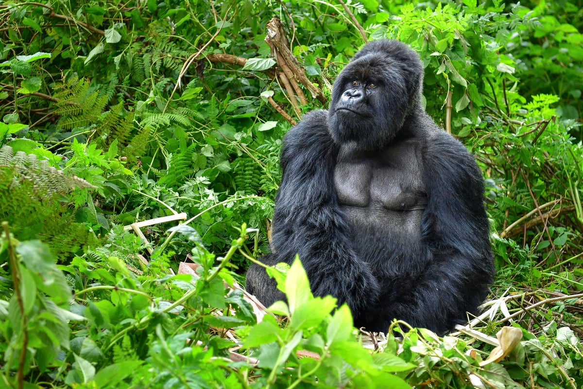 Mountain Gorilla shutterstock_547835170