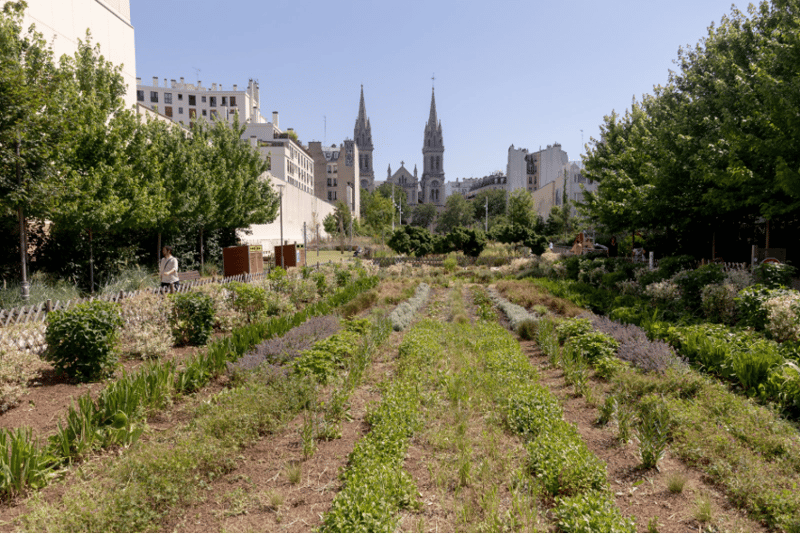Photo- Jardin Truillot (jardin); urban agriculture. Credit- Joséphine Brueder_Ville de Paris