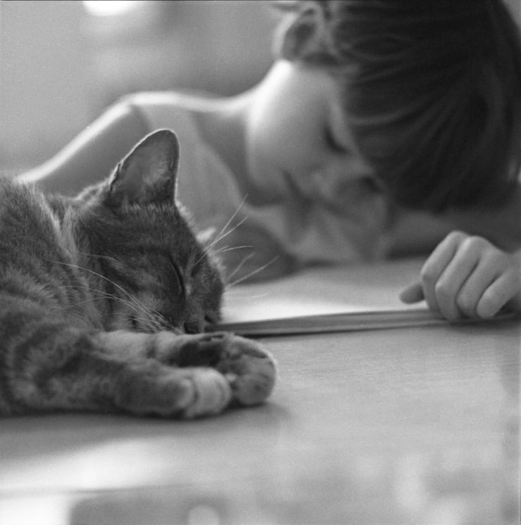 Room 8, A Cat in the Classroom, sleepingLAPL