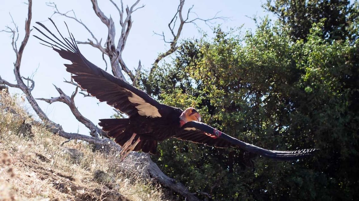 Photo from the Ventana Wildlife Society.