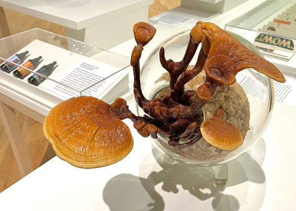 A glass sculpture holds an unusual looking mushroom.