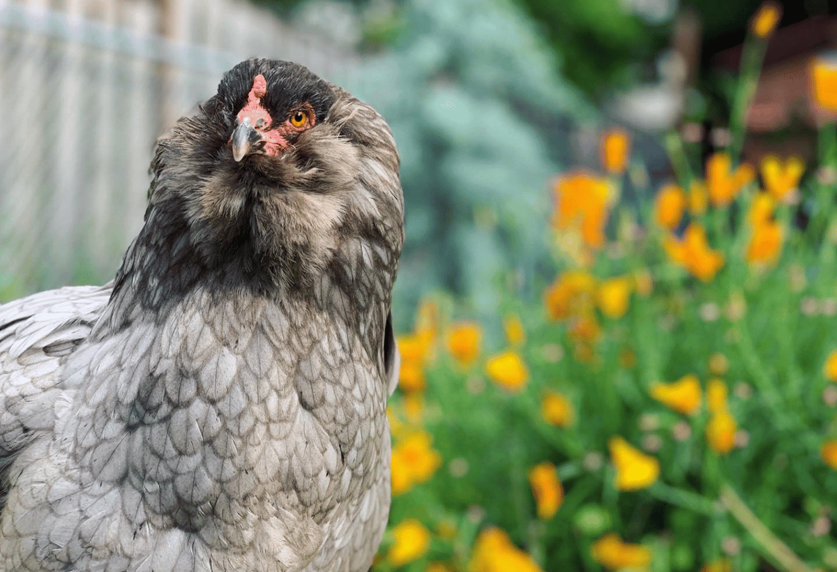  “Their personalities are different which people don’t expect when they go into backyard chicken raising,” says journalist Tove Danovich of her flock. Photo by Tove Danovich.