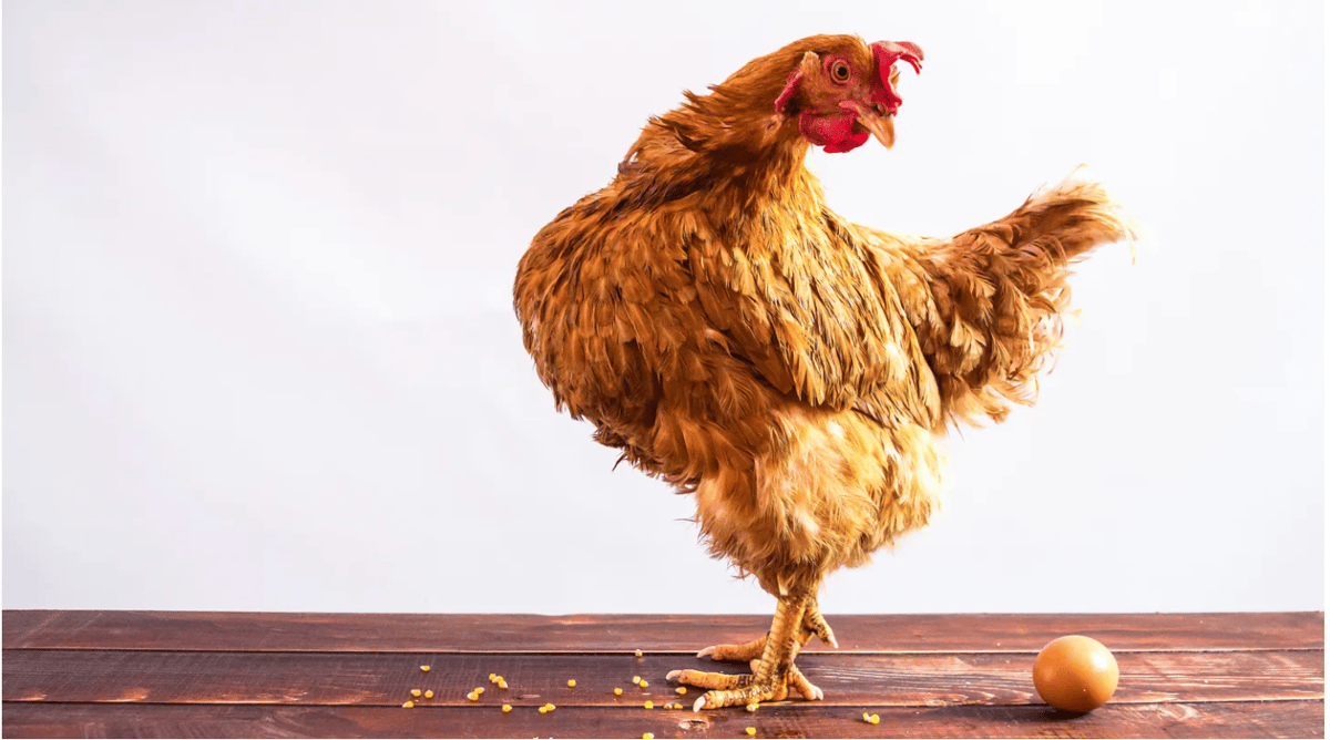 Which came first, the chicken or the egg? We have no idea. But we do have a lot of ideas on how to use eggs. Photo via Shutterstock.