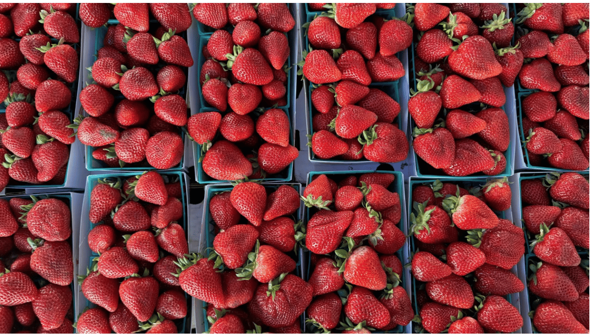 Gaviota strawberries from Tamai Family Farms are available at the farmers market. Photo by Gillian Ferguson/KCRW