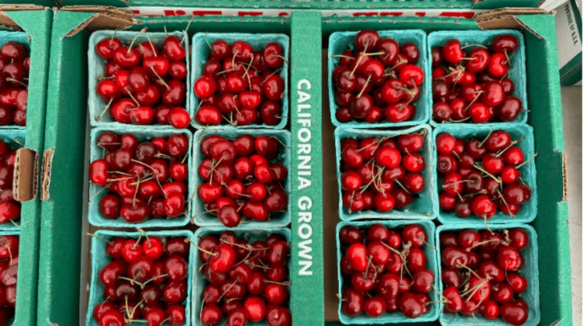 Steven Murray is bringing several varieties of cherries to market. Photo by Gillian Ferguson/KCRW