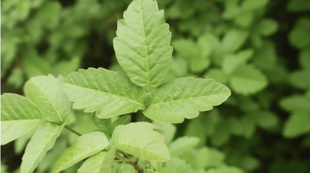 “The taste of young poison oak is surprisingly mild, grassy and only a little bit tart,” writes Jeff Horwitz, who chose to eat the plant to promote immunity to his allergies. Photo courtesy of Shutterstock.