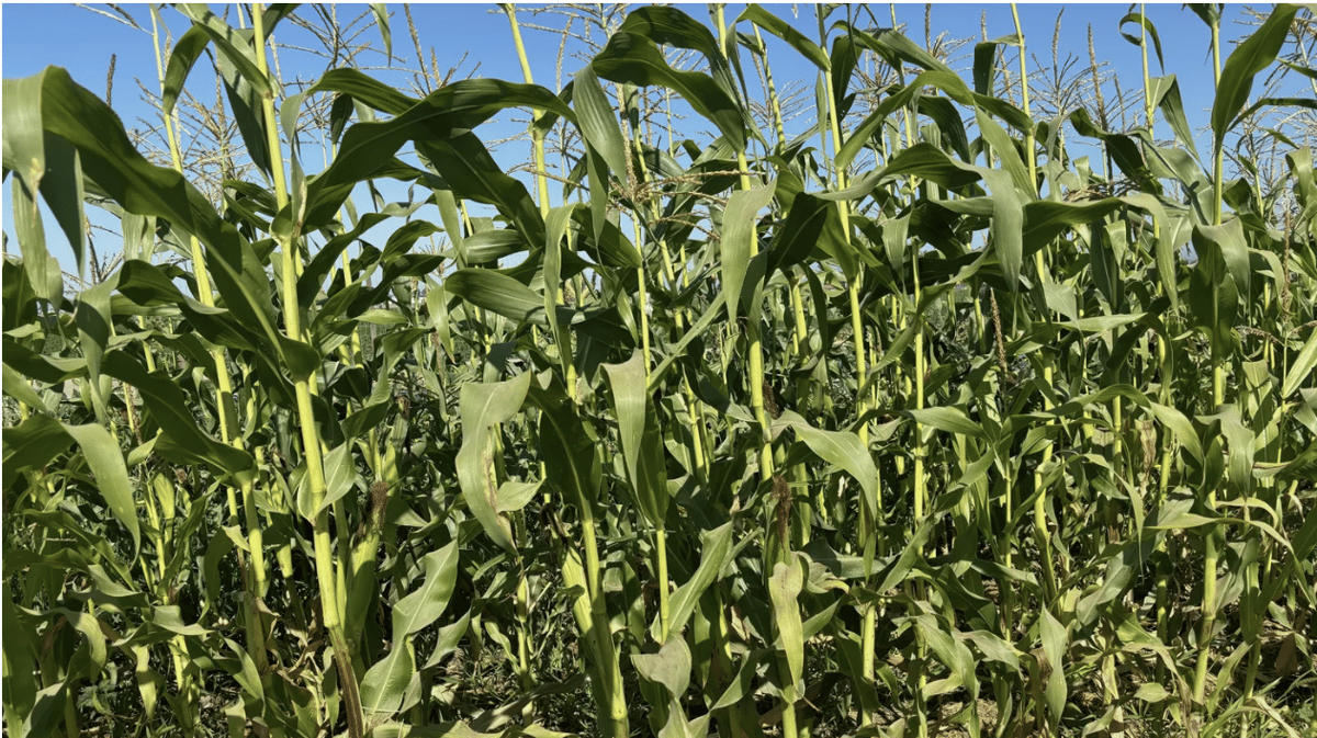 Carranza Family Farms grows corn as part of a collective in Camarillo. Photo by Tony Carranza.