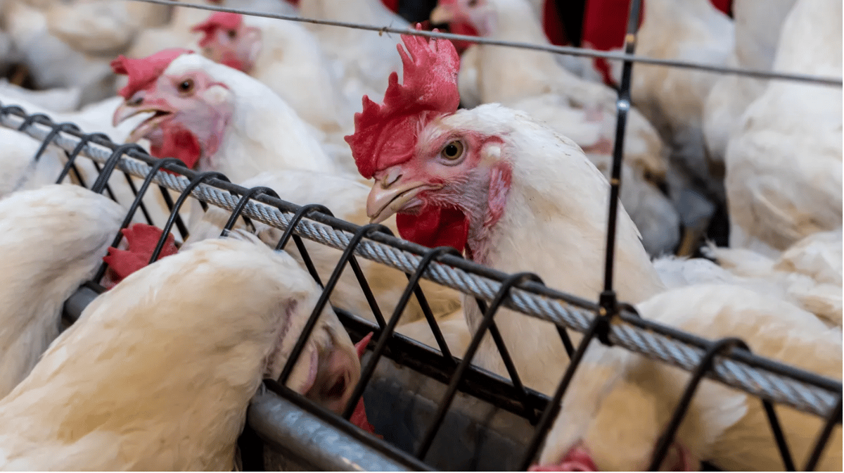 Staffing agencies servicing Perdue Farms and Tyson's chicken processing plants are known to employ children for dangerous work including cleaning machinery and handling chicken carcasses. Photo via Shutterstock.