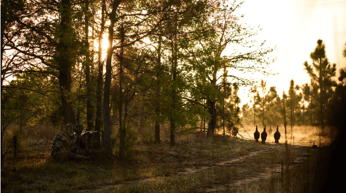 Jesse Griffiths hunts wild turkeys in Georgia. Photo by Sam Averett.