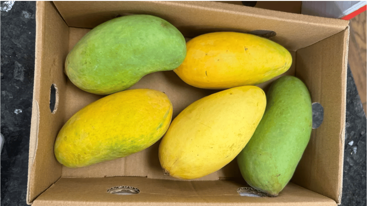 A box of mangoes awaits its buyer. Courtesy of Omar Vaid.