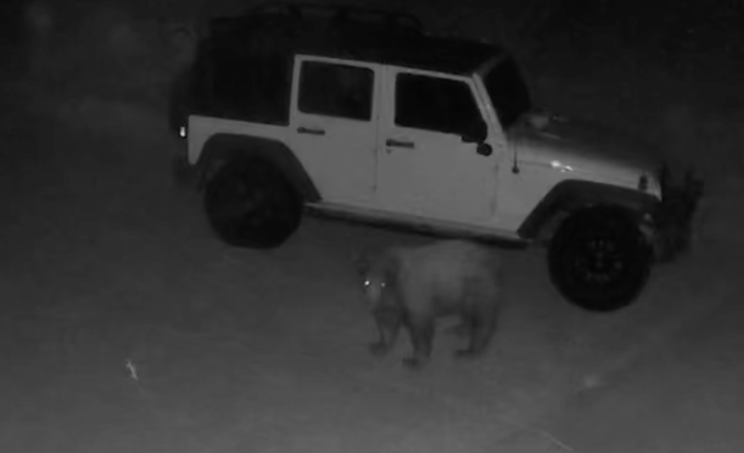 BB-14 considers off-roading in a Jeep in Topanga Canyon. Video still provided by Cody Webb.
