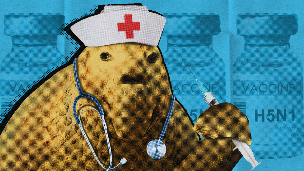 ElephantSeals(600x338)