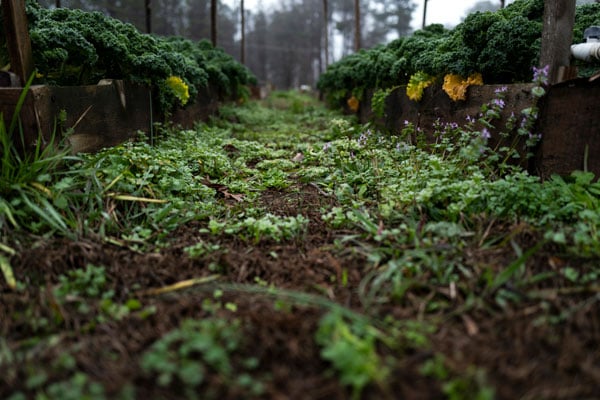 A photograph by Sheila Pree Bright shows the furrow of a vegetable garden