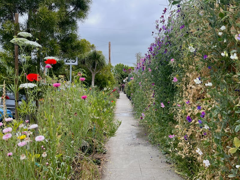 Sidewalk in bloom, Sunset Park, Merrihew Gardens, IMG_6438