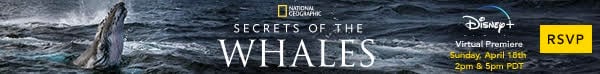 Secrets of the Whales | National Geographic