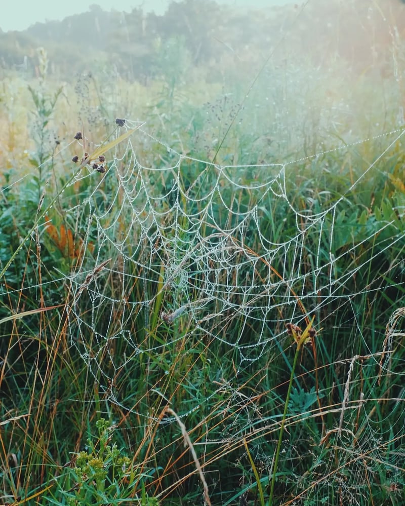 Spider web, Alana Celii