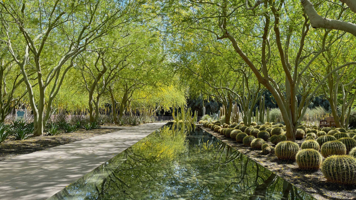 Tree canopy helps cool Sunnylands in Rancho Mirage, photo by Frances Anderton