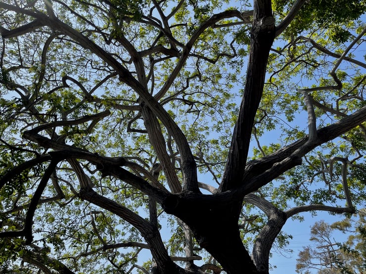 Tree over our deck, IMG_8705