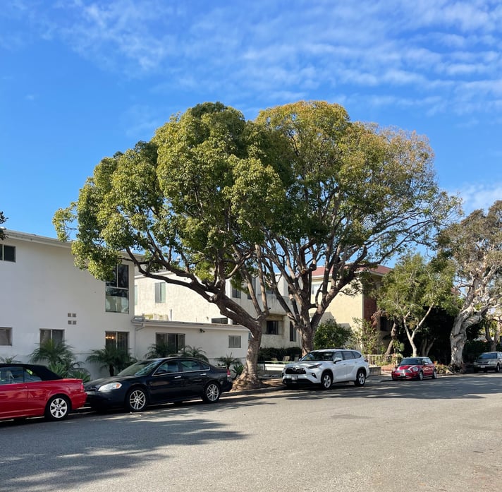 Trees on 5th street, Santa Monica, IMG_0306