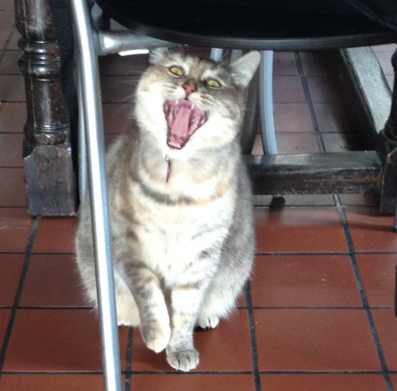 Twinkle is hungry