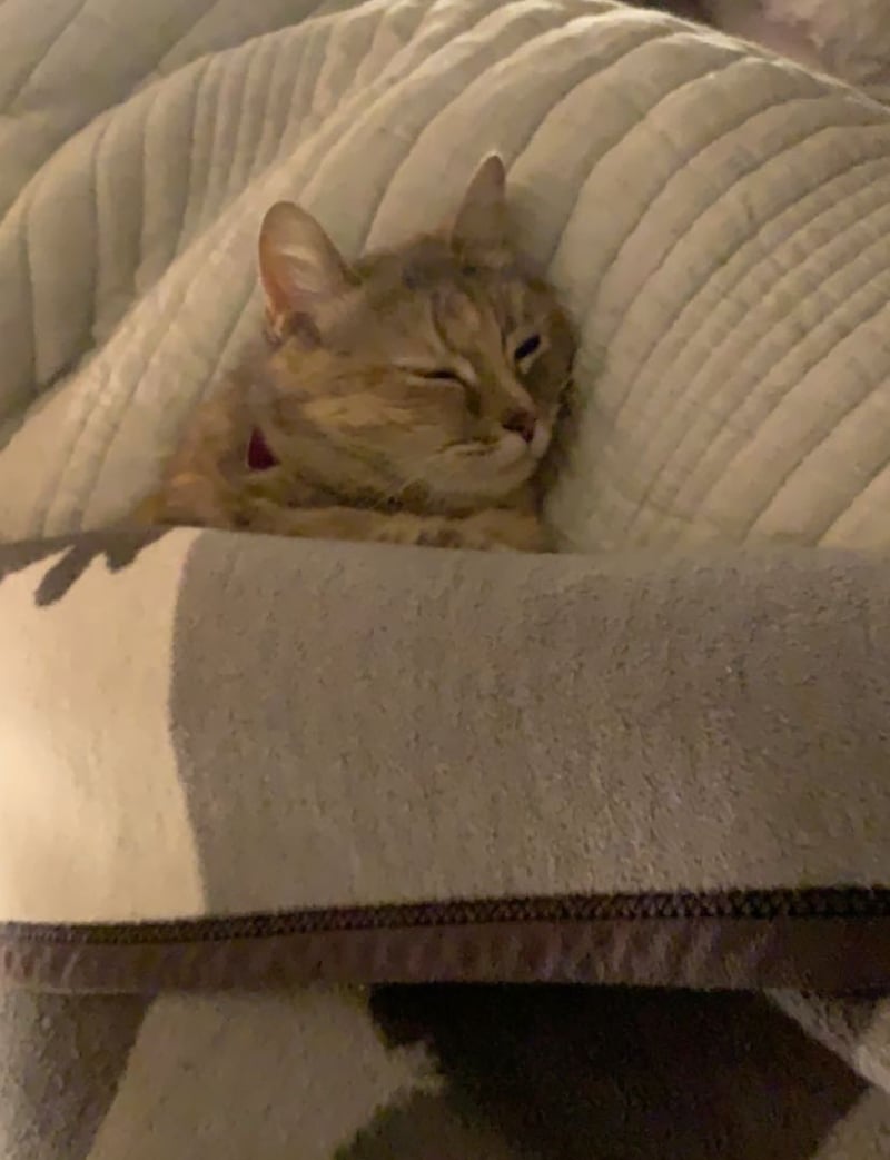 Twinkle under the covers
