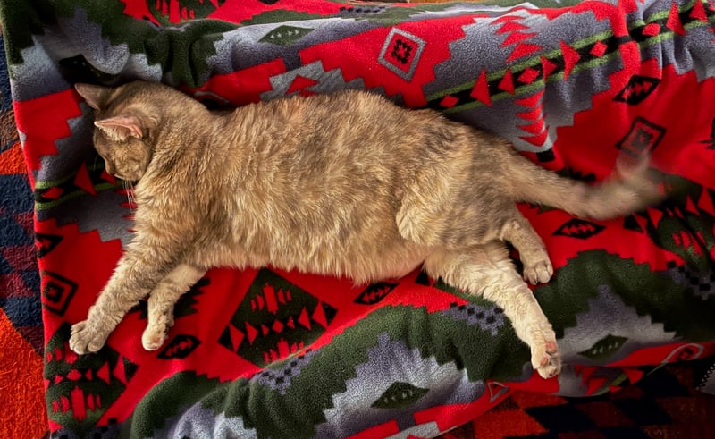 Twinkle, IMG_5485 copy